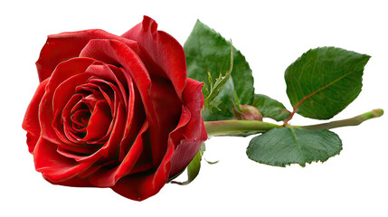 Naklejka premium Crimson Rose of Passion: A single, radiant red rose blooms, its velvety petals unfurling in a display of intense beauty and delicate texture, accompanied by vibrant green foliage.