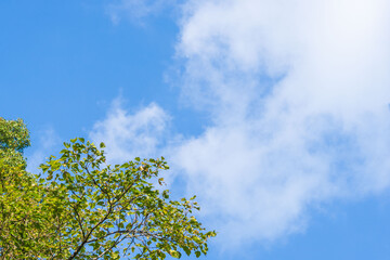 秋の山から木と空を流れる雲を見上げる01