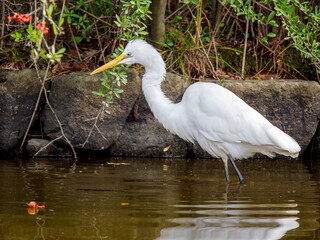 水辺のダイサギ