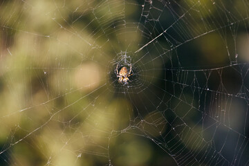 Garden Spider Sitting in Symmetrical Web with Soft Green Bokeh