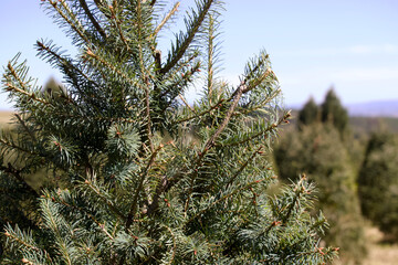 Pine Needles Close Up with Blurred Christmas Tree Farm Background