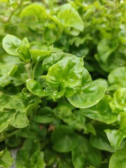 Brazilian spinach is a lush, hardy leafy plant with thick green leaves. It grows well in warm climates and offers a mild, earthy taste. Nutritious, easy to grow, and perfect for daily cooking