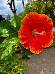 Bright Red Hibiscus Flower in Garden with Dew Drops – Close-up Macro Shot