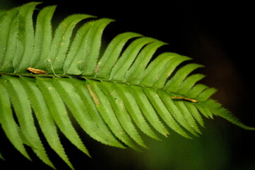 A fern frond in a temperate rainforest