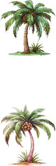 Tropical palm tree illustrations with coconuts and grass, detailed cartoon nature vector