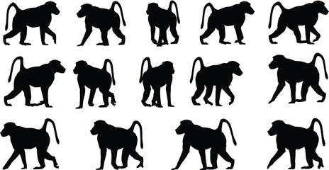 Monkey walking silhouette set, black vector illustration, gait cycle breakdown, animal motion sequence, nature design element, biomechanics concept