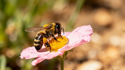closeup of a bee on flower