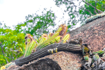 Cactus and cacti plants in tropical nature in Brazil.