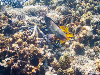 ヒフキアイゴ, Blotched foxface, Siganus unimaculatus, アイゴ科,
美しいサンゴ礁と熱帯魚の群れ。
嘉比島沖縄県
島尻郡慶良間諸島座間味島-2025
サンゴの産卵があり卵が漂う。沖縄本島から40km西方の諸島。30以上の島嶼群全体が国立公園に指定。珊瑚礁の青い海と白い砂浜は世界屈指の美。貴重な動植物が多数生息。
