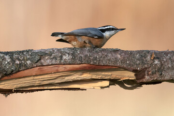 Red Breasted Nuthatch on split branch in fall