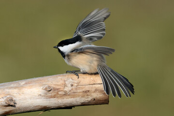 Chickadee closeup taking off branch in fall
