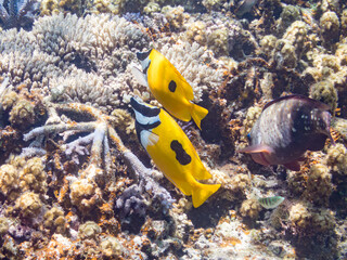 ヒフキアイゴ, Blotched foxface, Siganus unimaculatus,...