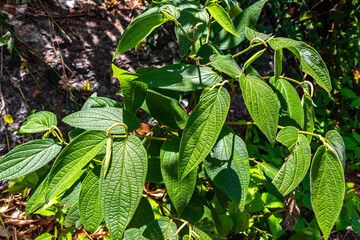 Green tropical plants flowers leaves leaf tree trees nature Brazil.