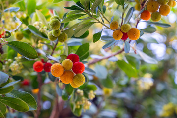 Close-up of colorful arbutus berries, ranging from red to yellow, hanging from leafy branches in a lush garden environment.