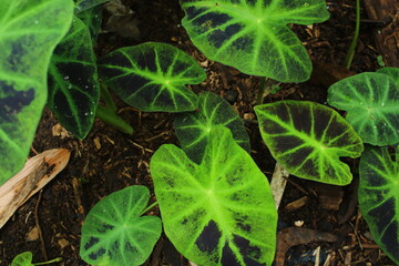 Vibrant Tropical Elephant Ear Leaves Background
