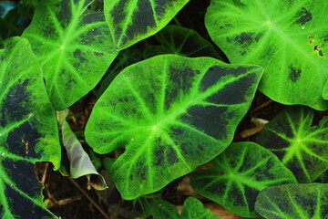 Vibrant Tropical Elephant Ear Leaves Background