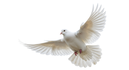 A white dove in flight with wings spread wide isolated on transparent background