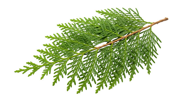 A single green cedar branch with delicate needles isolated on transparent background - Powered by Adobe