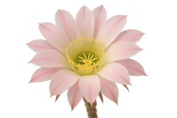 Pink cactus flower blooming showing delicate petals and vibrant yellow stamens on a transparent background