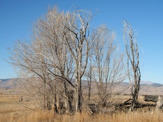 Leafless Trees in Late Autumn Prairie, Viewed from Open Sky Loop Trail, Lagerman Agricultural Preserve, Colorado