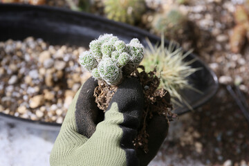 creating a beautiful cactus pot garden
