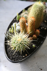 creating a beautiful cactus pot garden