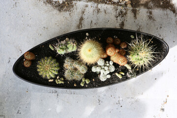 creating a beautiful cactus pot garden