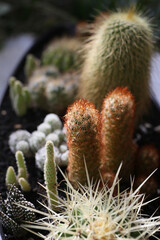 creating a beautiful cactus pot garden