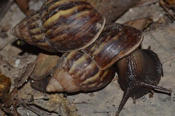 snail on a leaf