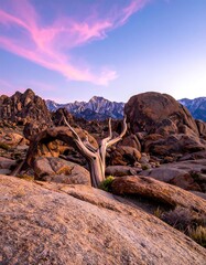 A solitary, ancient tree stands amidst large boulders against a backdrop of mountains and a vibrant pink and blue sky