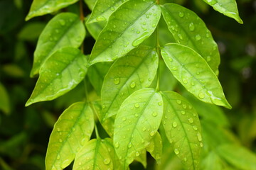 water drop on green leaf in the garden, natural background in springtime