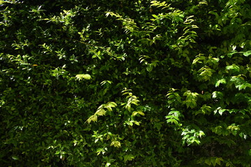 Fototapeta premium green leaf fence in the garden, natural background in springtime