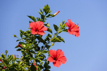 Red Hibiscus in the Sun
