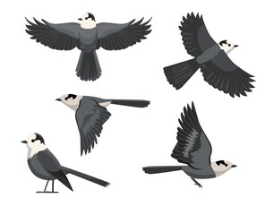 Canada Jay Bird Various Poses Cartoon Vector Character