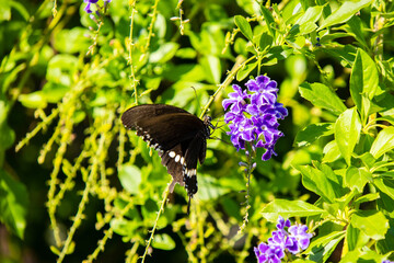 A jade ribbon butterfly (Papilio polytes) is gathering nectar among the flowers in the park. © mei