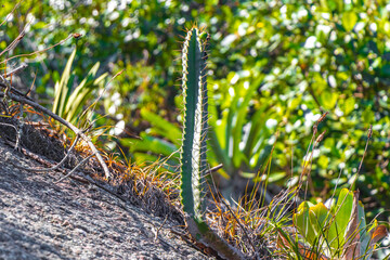 Cactus and cacti plants in tropical nature in Brazil.