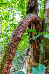 Huge tropical tree in the indigenous jungle rainforest Amazonas Brazil.