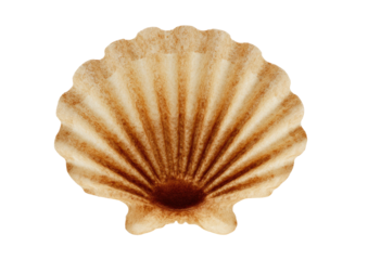 Brown seashell with radial ridges on a black background