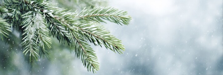 Snow covered pine tree branch with snow on it