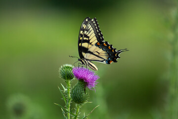 butterfly on a flower