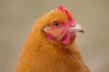 Chicken 