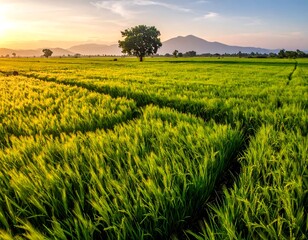 A vibrant sunrise casts a golden glow over a lush green field of crops, with a lone tree and distant mountains
