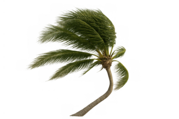 Palm tree swaying in strong tropical wind, leaves bending during a hurricane or storm on transparent background