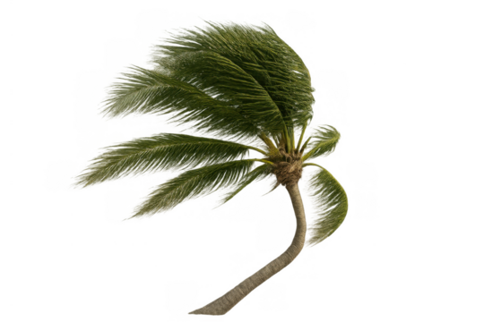 Palm tree swaying in strong tropical wind, leaves bending during a hurricane or storm on transparent background