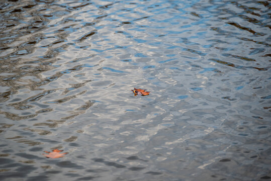 Autumn Leaf Floating in Pond