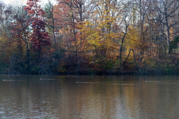 Fall Leaves over Pond