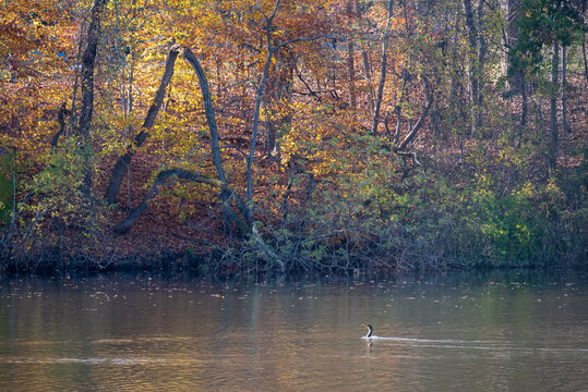 Fall Leaves over Pond