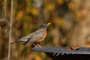 American robin inflight around birdbath. 