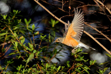 American robin inflight. 