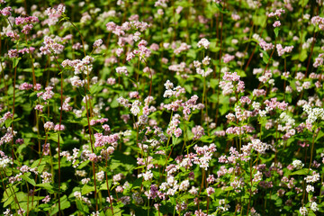 Detailed close up view of delicate pink and white buckwheat flowers in a green field